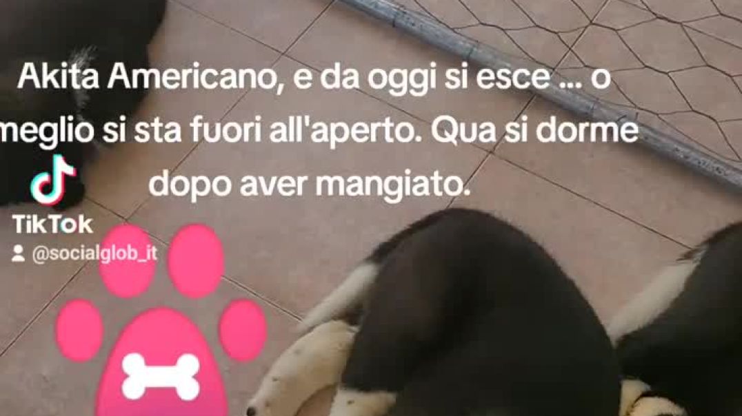 Akita Americano dopo aver mangiato