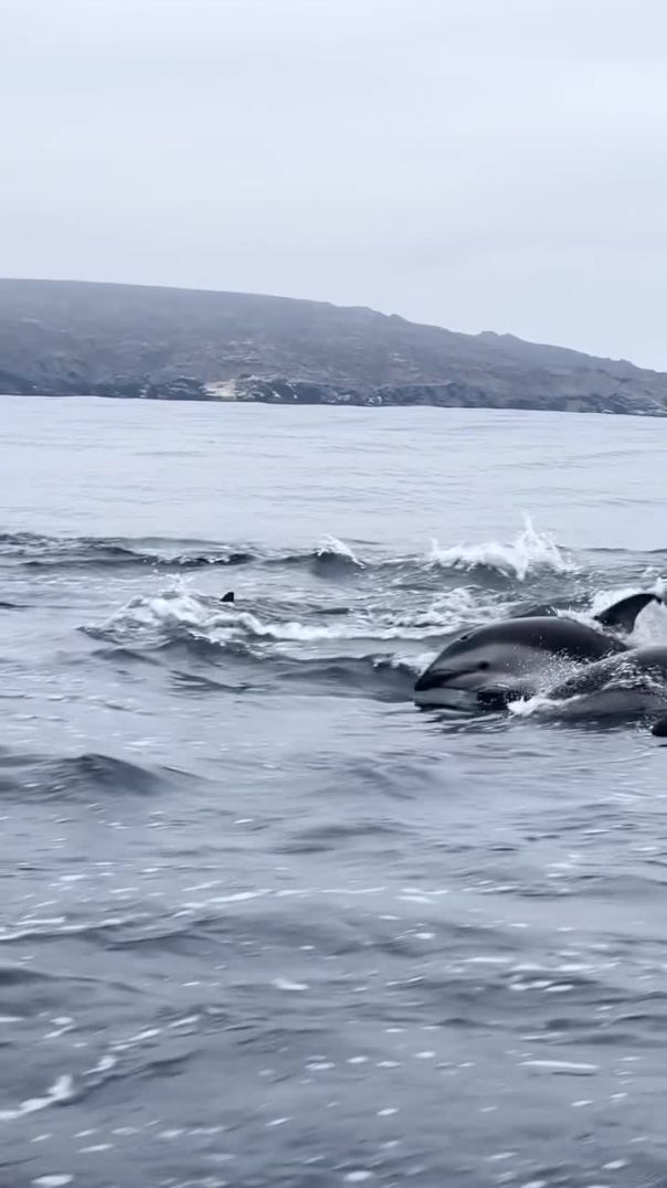 Luego de los delfines, una Ballena Fin saltando, uffff que día 🐋💙🐬